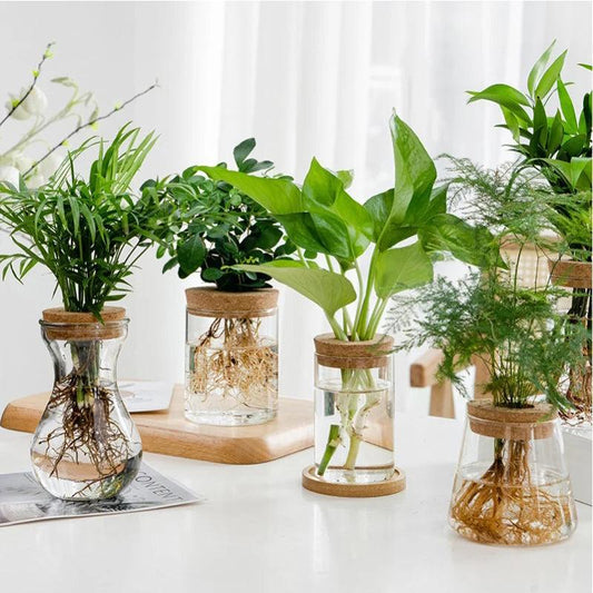Glass Planting Pot - Improve Center