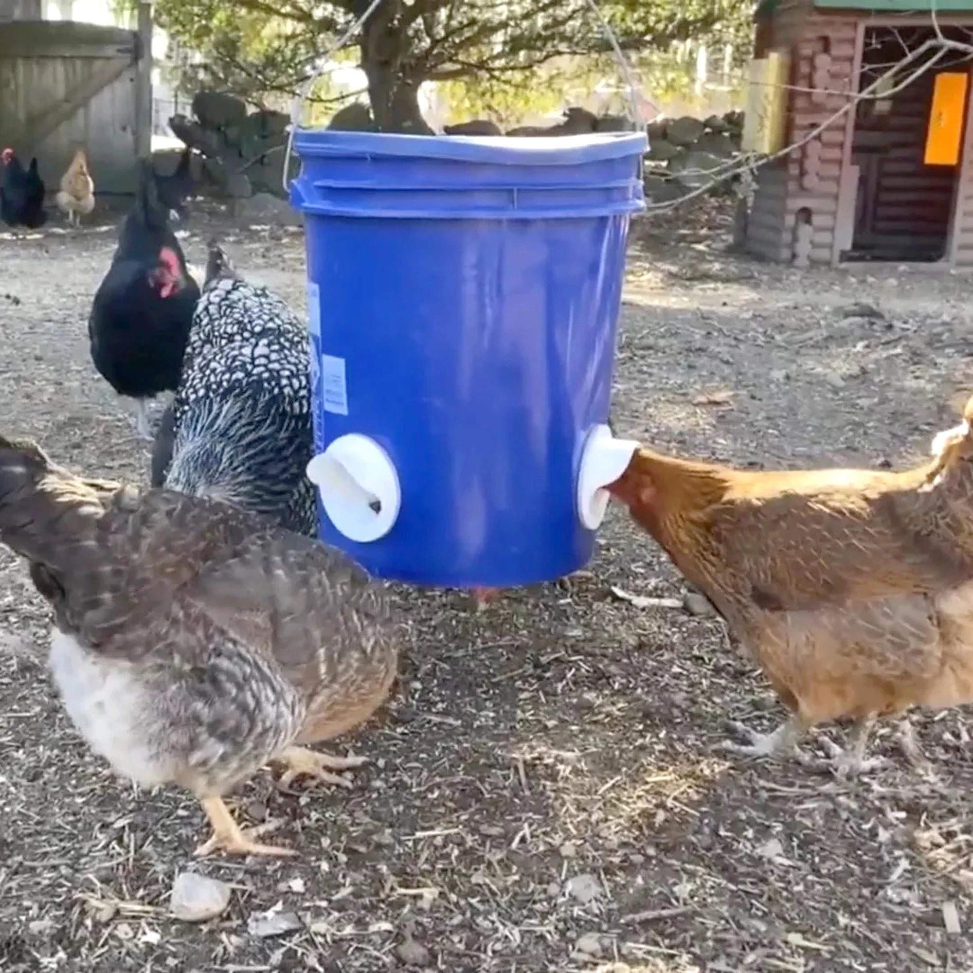 Chicken Feeder Port