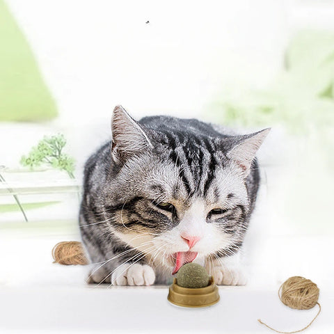 Cat Wall Ball Toy Treats - Improve Center