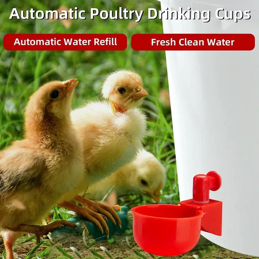 Chicken Drinking Cup - Improve Center