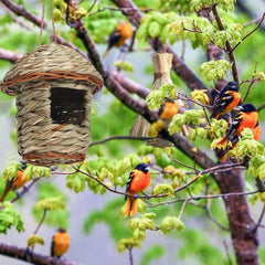 Outdoor Hanging Hatching House