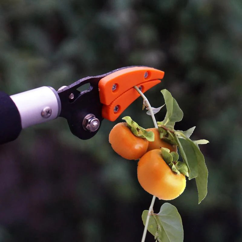 Tree Pruning Shears