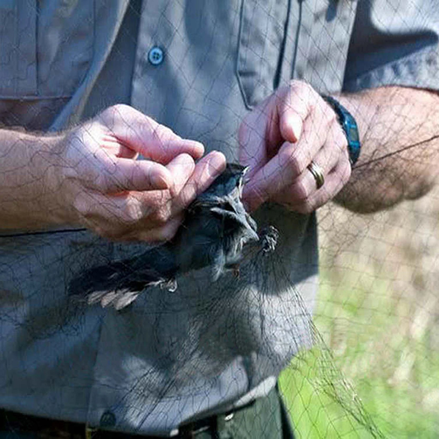 Pond Net for Bird Control