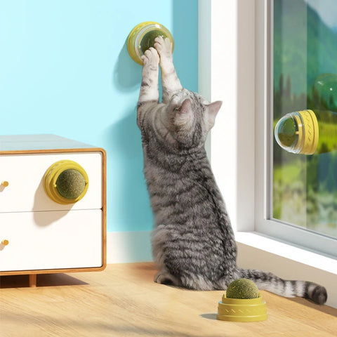 Cat Wall Ball Toy Treats - Improve Center